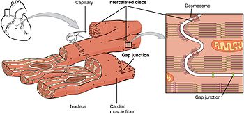 Structure of cardiac muscle