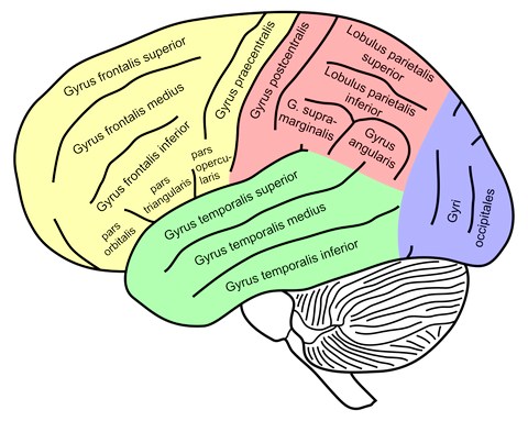 Structures Other than Cortical Gyri