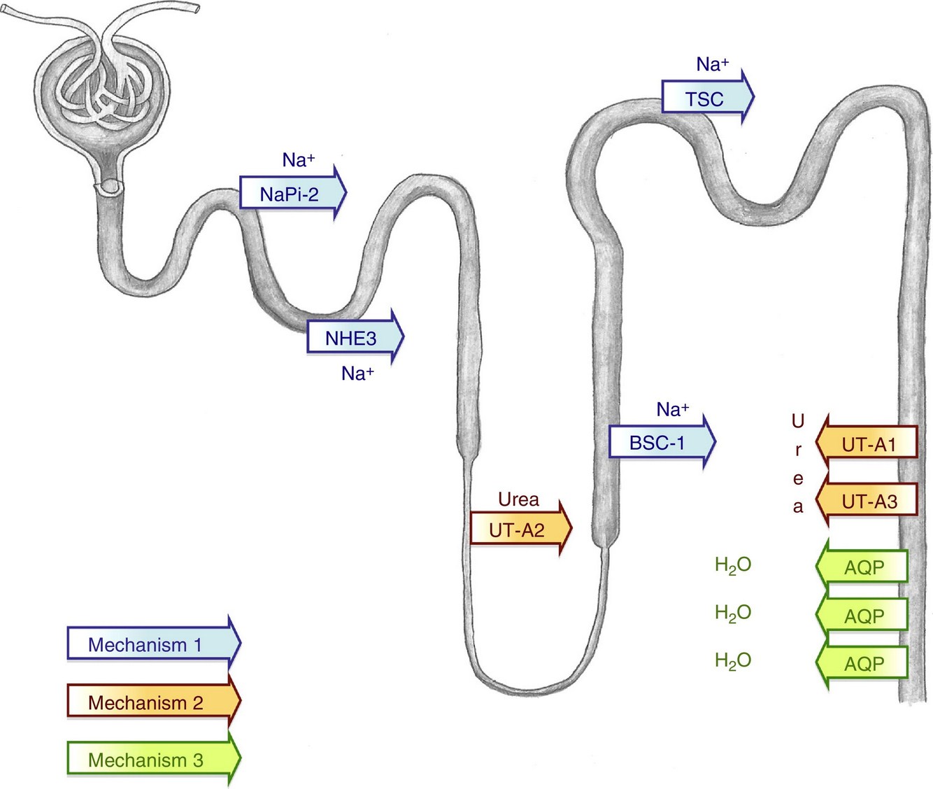 Tests To Assets Renal Function