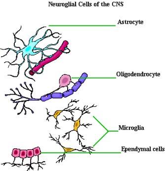 Types of Neuroglia