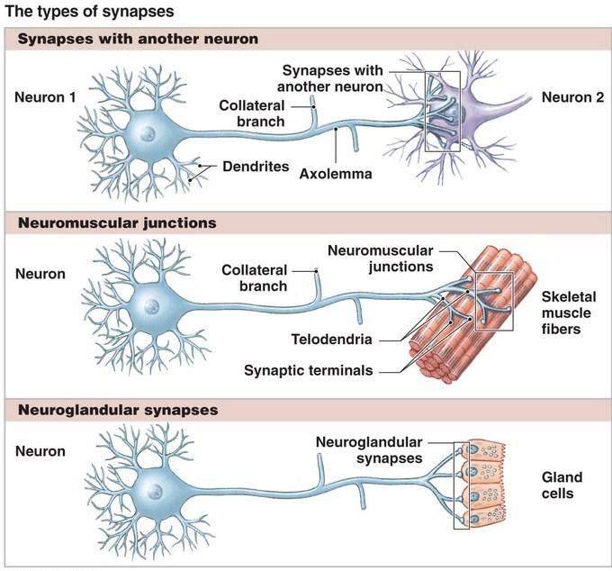 Types of Synapse