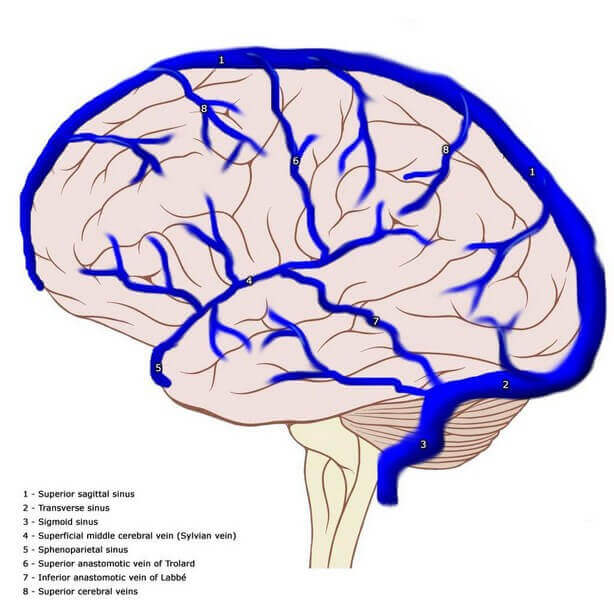 Venous Drenage Of Brain