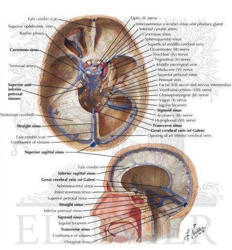 Venous Sinuses of Dura Mater