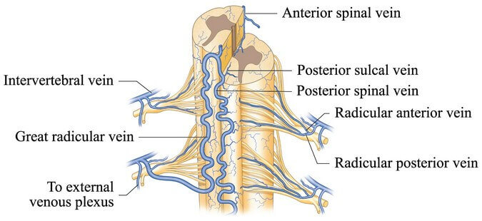 Venous Drenage Of Spinal Cord