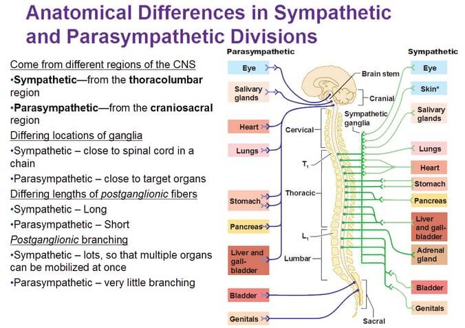 sympathetic-and-parasympathetic-how-one-differs-from-the-other-kypho